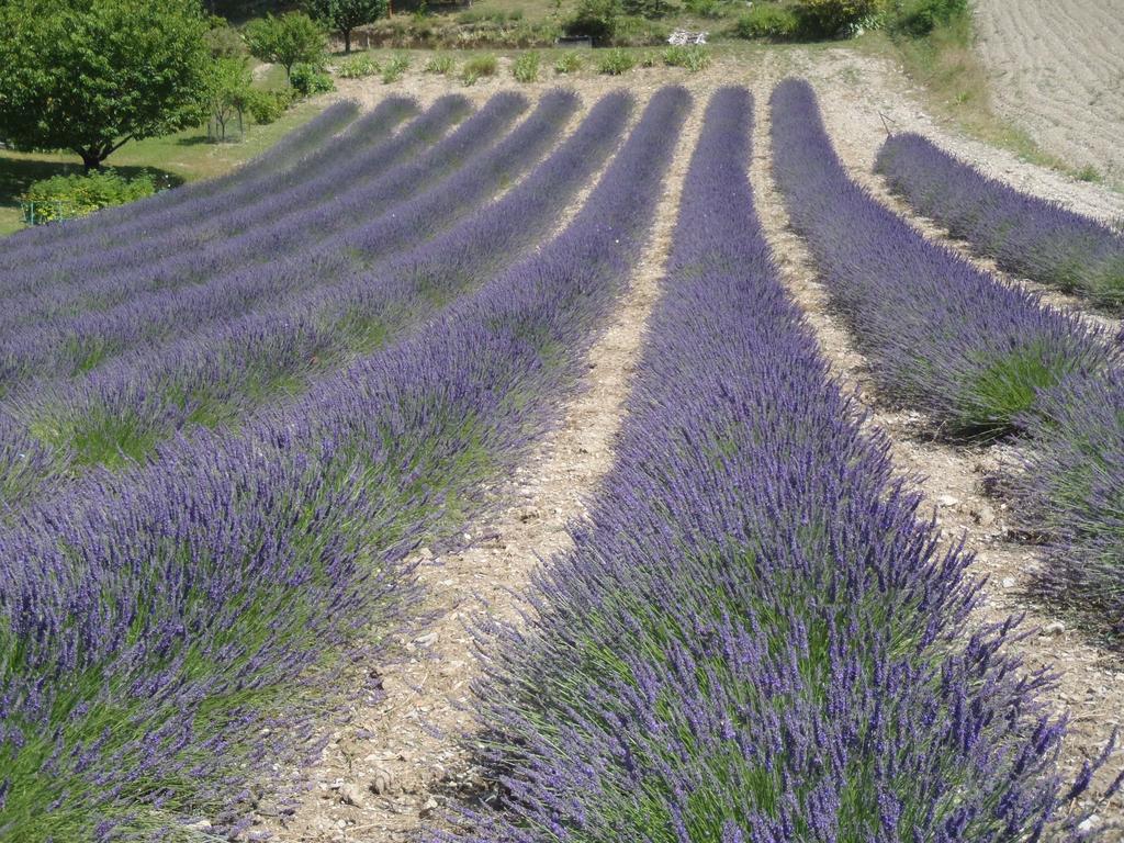 Gîte Le Bouquet Châtillon-en-Diois Extérieur photo